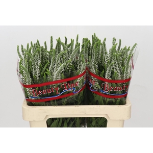 Veronica Skyler White