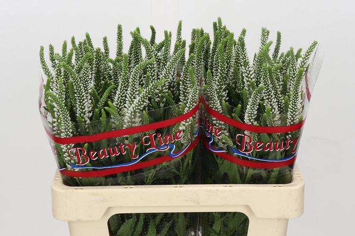 <h4>Veronica Skyler White</h4>