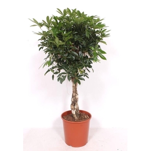 Schefflera arbor. 'Compacta'