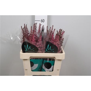 Astil C Vision Pink
