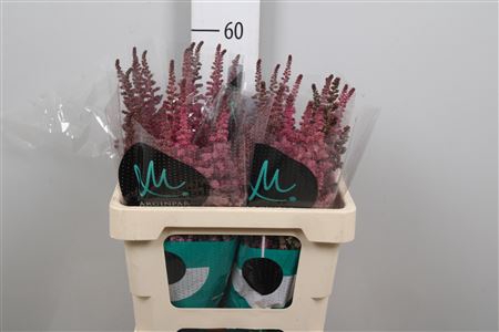 <h4>Astil C Vision Pink</h4>