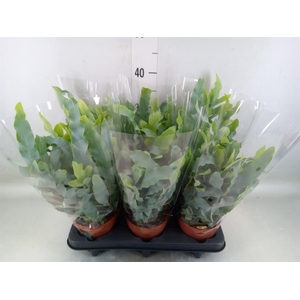 Phlebodium aureum 'Blue Star'