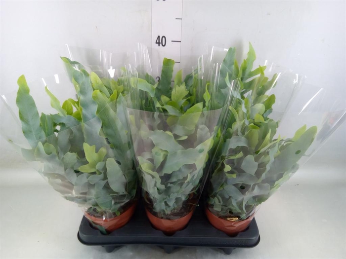 <h4>Phlebodium aureum 'Blue Star'</h4>
