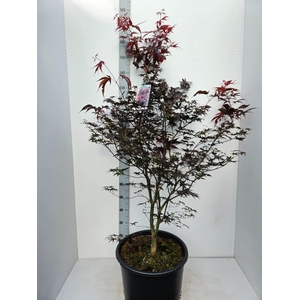 Acer palmatum Bloodgood