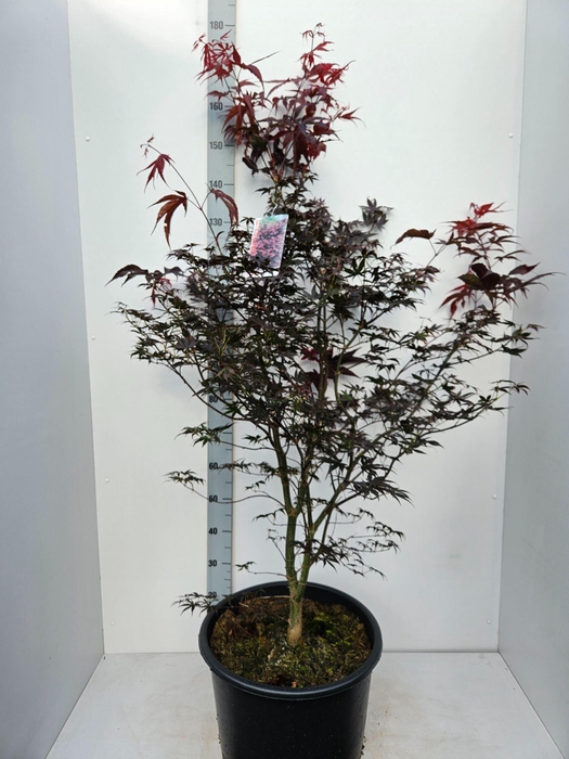 <h4>Acer palmatum Bloodgood</h4>