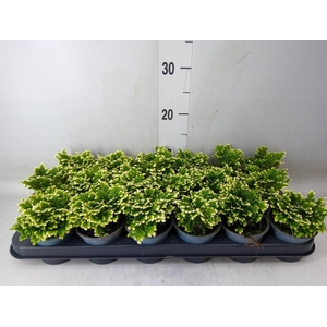 Selaginella martensii 'Jori'