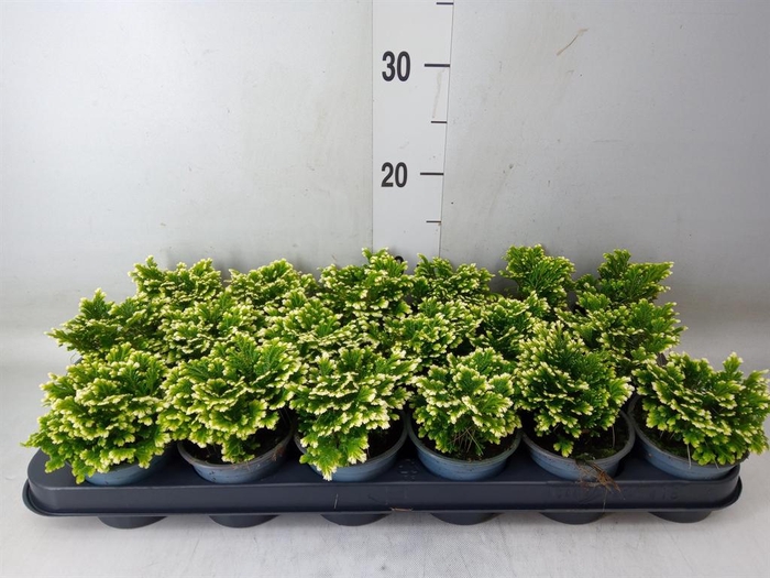 <h4>Selaginella martensii 'Jori'</h4>