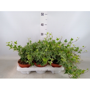 Hedera helix 'Mona Lisa'