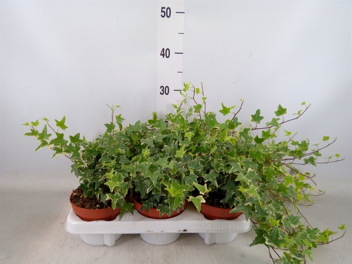<h4>Hedera helix 'Mona Lisa'</h4>