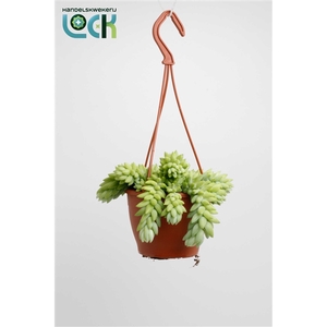 Sedum Morganianum