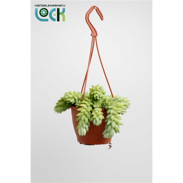 <h4>Sedum Morganianum</h4>