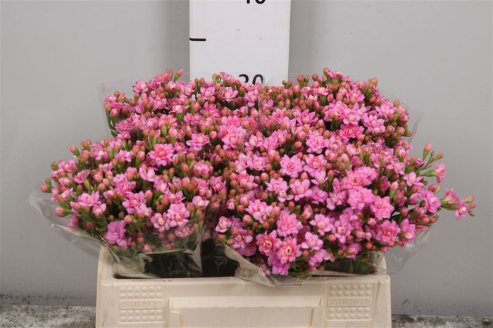 <h4>Kal Taffy Pin Meadow</h4>
