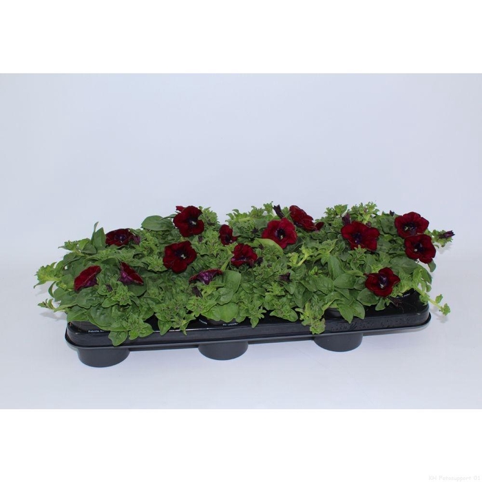 <h4>Surfinia Burgundy</h4>