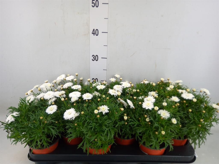 <h4>Argyranthemum   ...</h4>