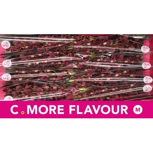 Mini cymbidium 'Madelon' 70 cm