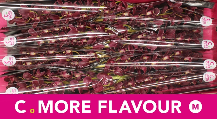 <h4>Mini cymbidium 'Madelon' 70 cm</h4>