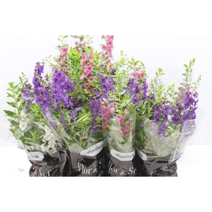 ANGELONIA P14 VARIADO
