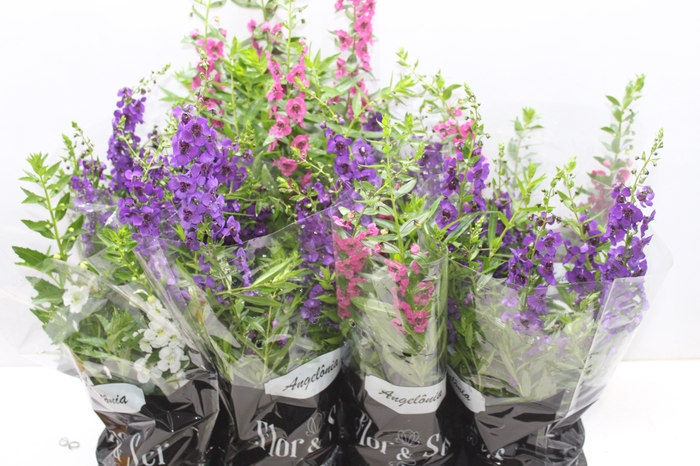 <h4>ANGELONIA P14 VARIADO</h4>