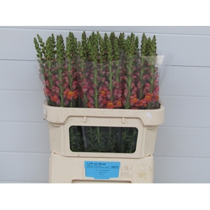 Antirrhinum Dark Orange
