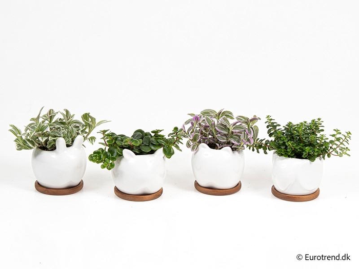 <h4>E 4279 dyr på træfod</h4>