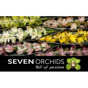 Cymbidium mix