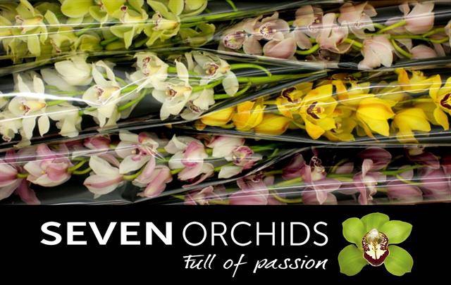 <h4>Cymbidium mix</h4>