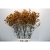 Anigozanthos Gold Fever
