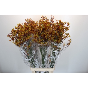 Anigozanthos Gold Fever