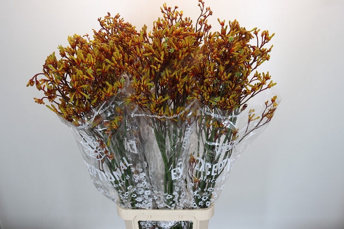 Anigozanthos Gold Fever