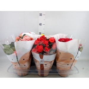 Begonia elat. DU   ...mix
