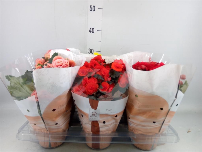 <h4>Begonia elat. DU ...mix</h4>