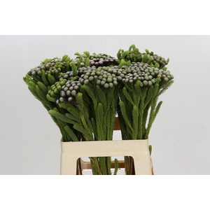 Kaaps Groen Albiflora