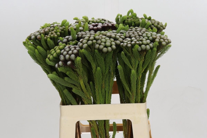 <h4>Kaaps Groen Albiflora</h4>