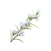 Campanula Blue Light