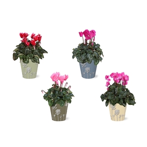 Cyclamen in Smartcup Joelle