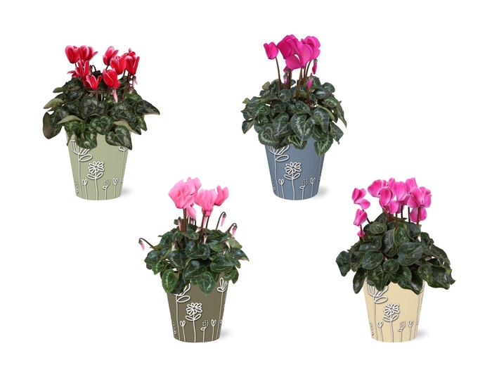 <h4>Cyclamen in Smartcup Joelle</h4>