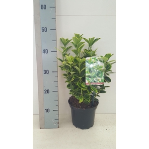 Euonymus japonicus 'Aureus'