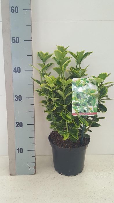 <h4>Euonymus japonicus 'Aureus'</h4>