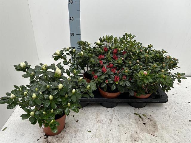 <h4>RHODO SI VOGEL GEM</h4>