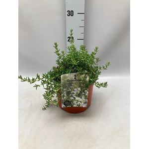Rosmarinus Officinalis Capri C2