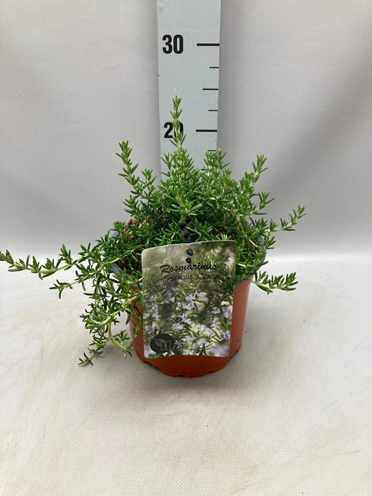 <h4>Rosmarinus Officinalis Capri C2</h4>
