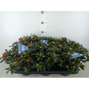 Rhododendron sim. 'Hor Chris Siena'