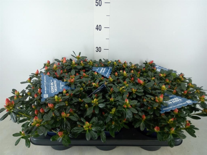 <h4>Rhododendron sim. 'Hor Chris Siena'</h4>