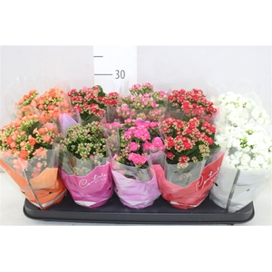 Kalanchoe Calandiva Mix Rijp