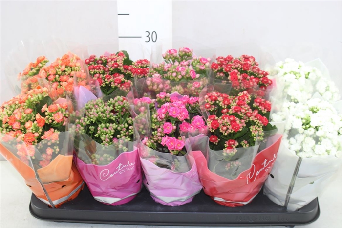 Kalanchoe Calandiva Mix Rijp