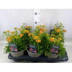 Achillea millef.