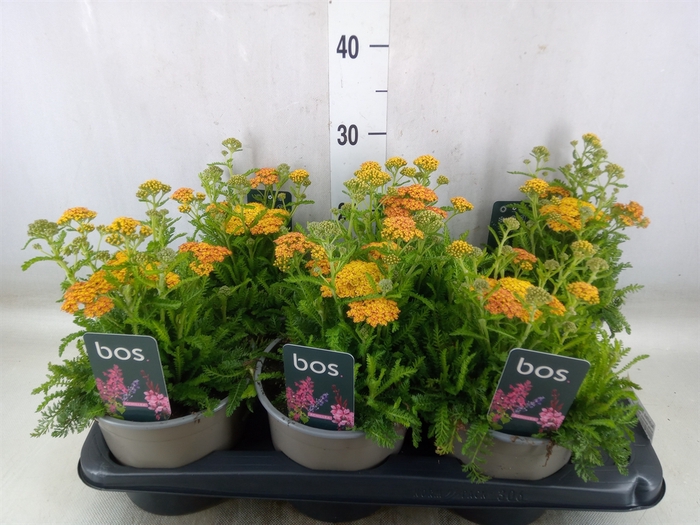 <h4>Achillea millef.</h4>