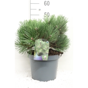 Pinus nigra 'Nana' P26 potgekweekt