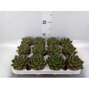 Echeveria   ...not flowering