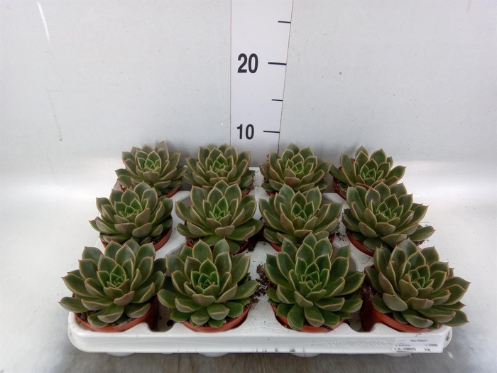 <h4>Echeveria   ...not flowering</h4>